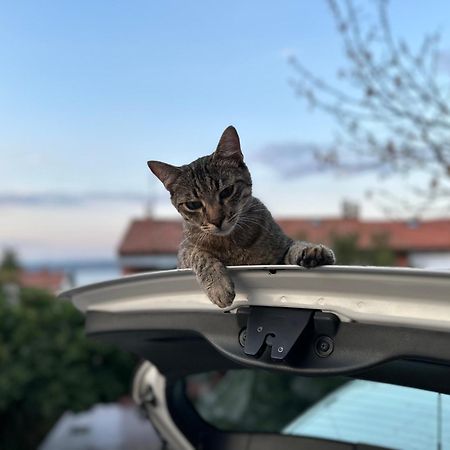 Pri Piratski Macki - At The Pirate Cat - Dal Gatto Pirata Копер Экстерьер фото